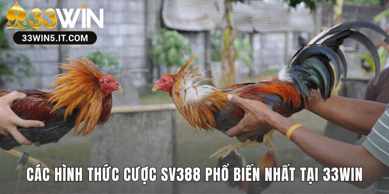 Sảnh đá gà trực tiếp SV388 quy tụ nhiều hình thức thi đấu