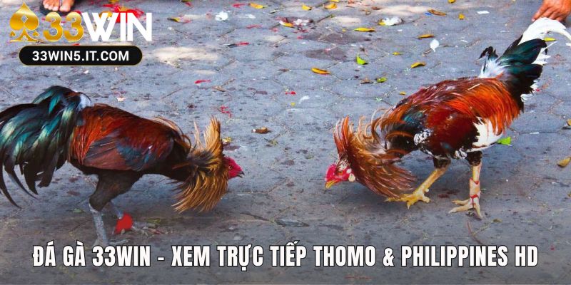 Cổng xem trực tiếp các giải đá gà kịch tính với độ phân giải HD