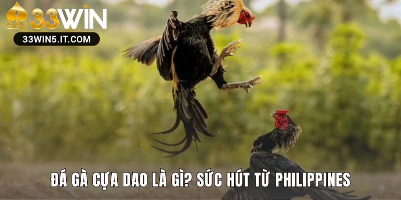 Đá gà cựa dao nổi bật với các trận đấu kết thúc chớp nhoáng