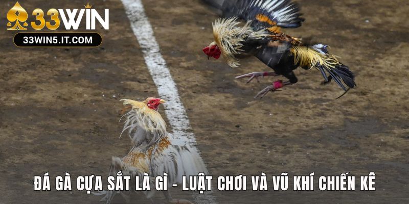 Tìm hiểu khái niệm đá gà cựa sắt cùng luật lệ