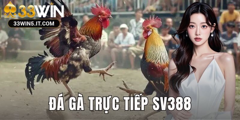 Đá Gà Trực Tiếp SV388