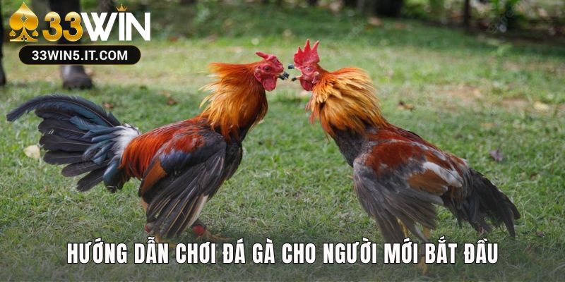 Quy trình chi tiết giúp tân thủ tham gia