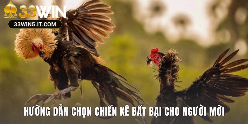 Kỹ năng xem gà giúp chọn lựa chiến kê có bản lĩnh vượt trội