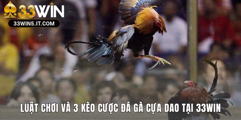 Luật đá gà cựa dao giải thích ba kèo cược chính Meron Wala BDD