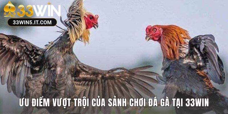 Sự khác biệt tạo nên đẳng cấp của nền tảng đá gà 33win