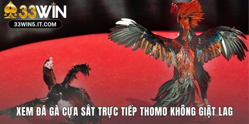 Trải nghiệm xem trực tiếp các trận gà Thomo mượt mà